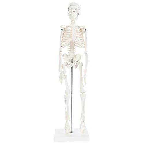 Human Skeleton Model, 19" Desktop Skeleton Has Movable Arms and Legs, Details...