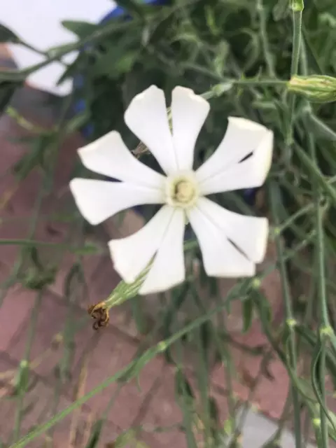 Afrikanische Traumwurzel (Silene Capensis/Undulata)/ Xhosa Dream Herb - 20 Samen 2