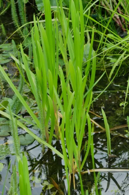 10x Wasserschwaden reinigende Teichpflanzen   besser als Segge und Schilf