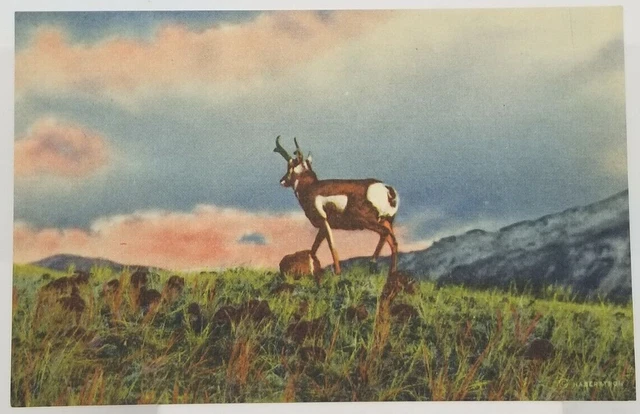 Postcard An Antelope, Swiftest Creature of the Plains, Unposted