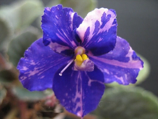 African Violet Plant "Cajun's Drama Queen"