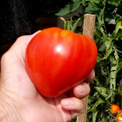 AGROBITS 10 graines de tomate rare Coeur de BoeufPassionné Heirloom tomatobio 