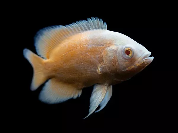 1 Pair Albino Red Oscar Cichlid Freshwater Live Tropical Fish 2-3" Inch (2 Fish)