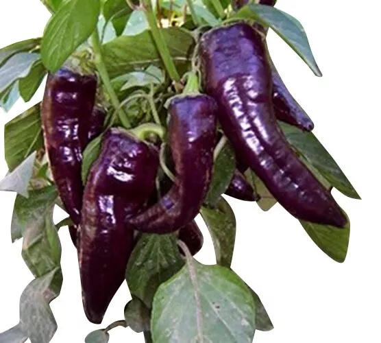 Violette Paprika Marconi Purple 10 Samen -Rarität-