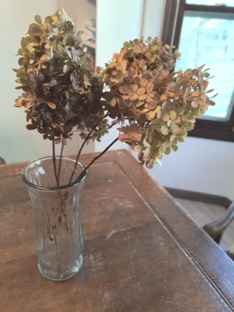 Hortensias rústicas secas en tallo - 4 tallos