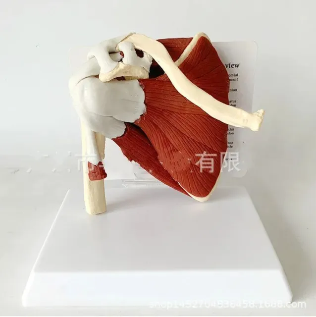 Human Skeleton Shoulder Scapula Clavicle Muscle Joint Ligament Teaching Model