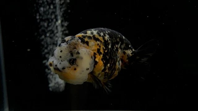 Live Fancy Goldfish Calico Ranchu 3