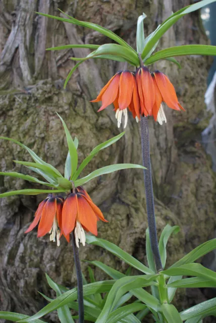 Orangerote Kaiserkronen Knollen Fritillaria Imperialis Aurora