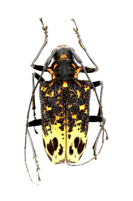 Cerambycidae Polyrhaphis Belti,Sp.  Feb337 33Mm.(Body) Ec, Nice!
