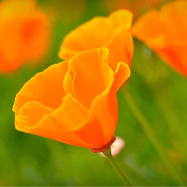 California Poppy Seeds - Over 20,000 Premium Native Wildflower Seeds - (Eschscho