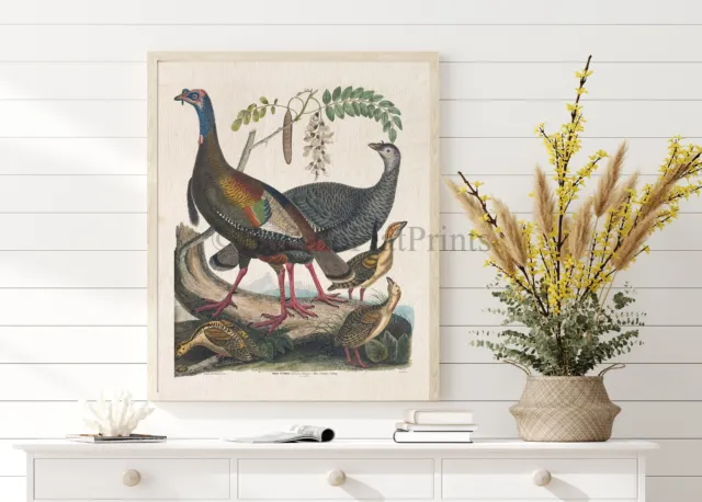 Poster Print Wild Turkey Male Female and Poults Thanksgiving Decor Wall Art