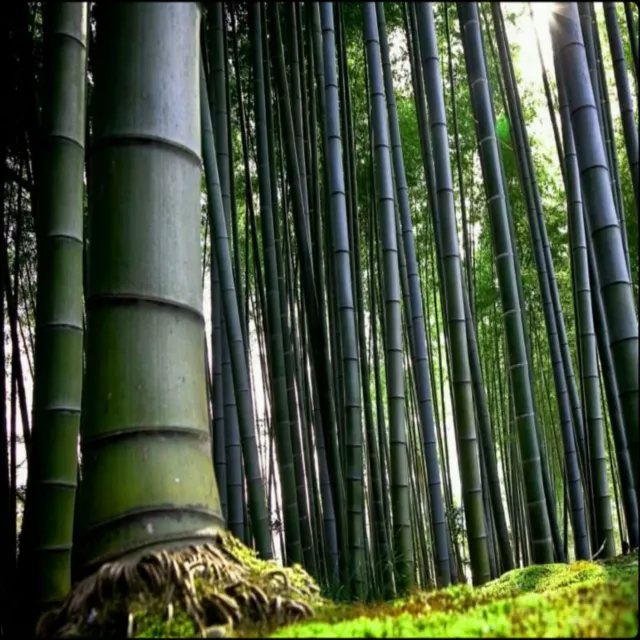 10 500 Semi Bambu Gigante Moso Phyllostachys Edulis Fino A -20°Seeds Seme Bamboo