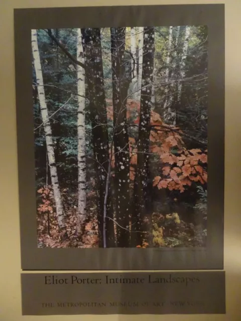 Trunks of maple birch oak leaves - Eliot Porter - Poster Offset MET Museum 1979