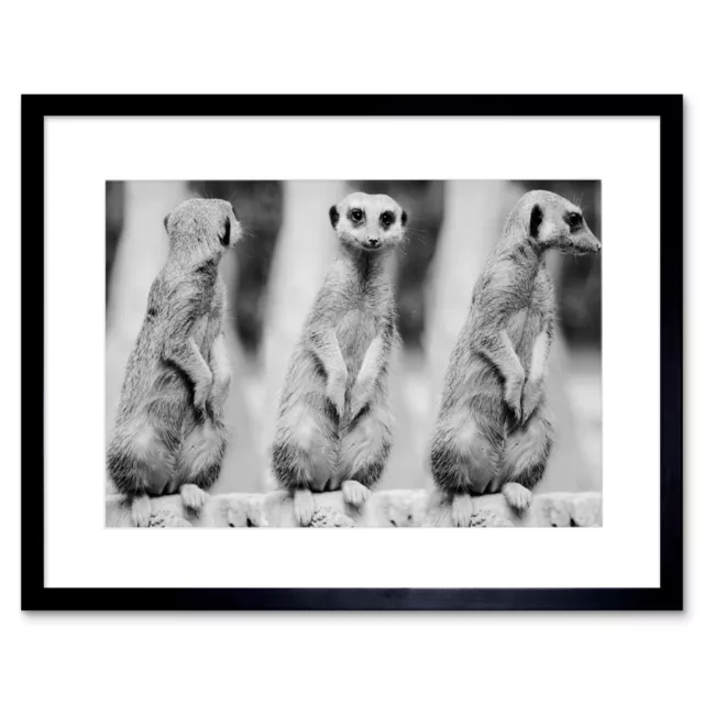 Photo Nature Meerkat Black White Cute Framed Print 12x16 Inch