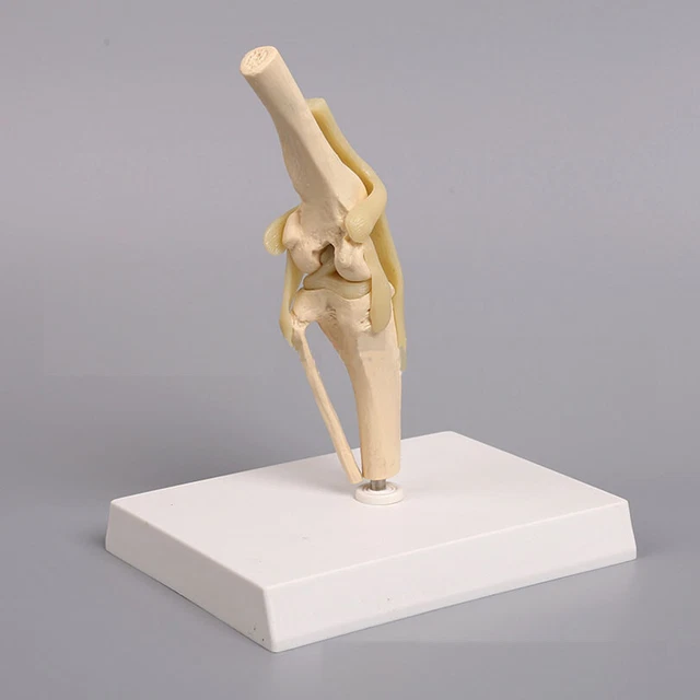 Dog knee Canine Joint model Medical Veterinary Teaching Research Skeleton Animal Teaching Training Aid Education