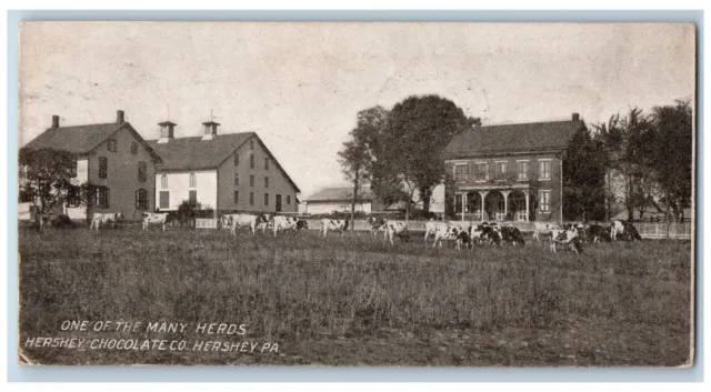 1910 One Of Many Herds Hershey Chocolate Co. Hershey Pennsylvania PA Postcard