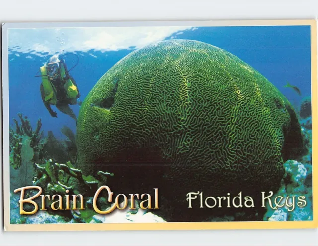 Postcard Brain Coral, Florida Keys, Florida