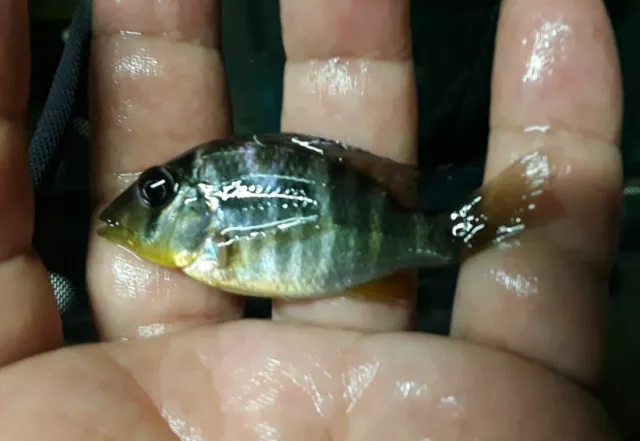 2 x GYMNOGEOPHAGUS BALZANI CICHLIDS 1.5" 2