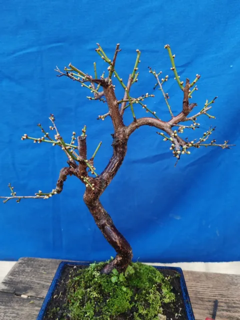 Bonsaï De Prunus Mume H 50 CM Visite Le Magasin 2