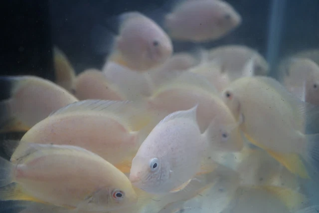 Gold Severum Cichlid  3 inch