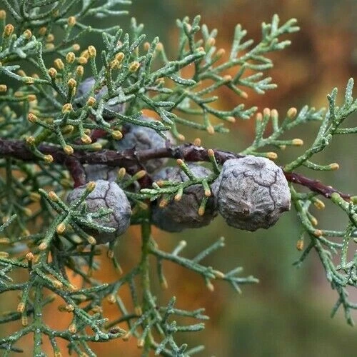 Bonsai Cupressus Sempervirens - Bonsai Cipresso - H 40-45 Cm Vaso 19 Cm - Foto 11