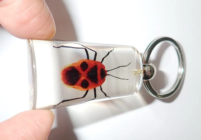 Insect Acrylic Key Ring Black Spot Red Bug Amber Clear SK10