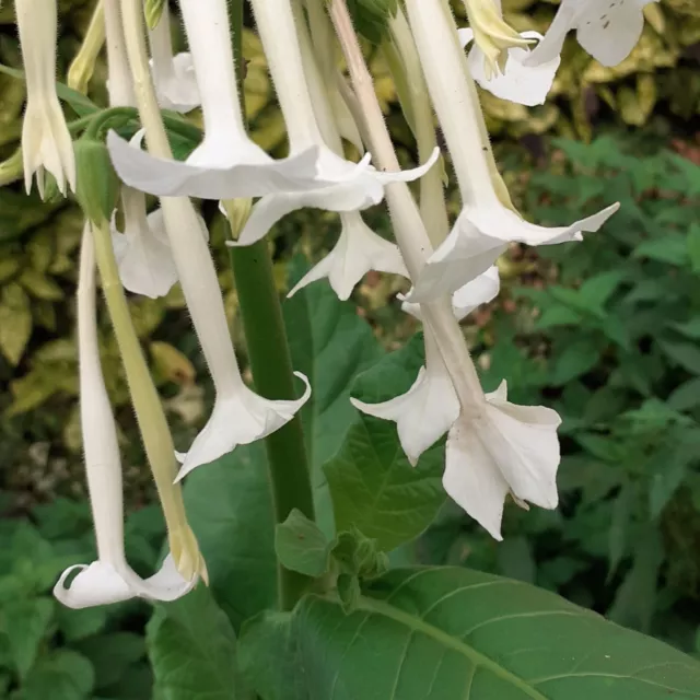 Nicotiana sylvestris - tabac sylvestre - graines