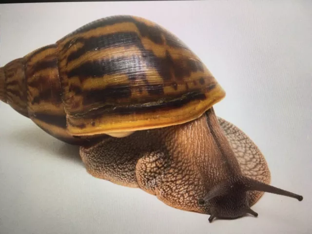 Giant African Tiger Land Snail Achatina Achatina Livefood