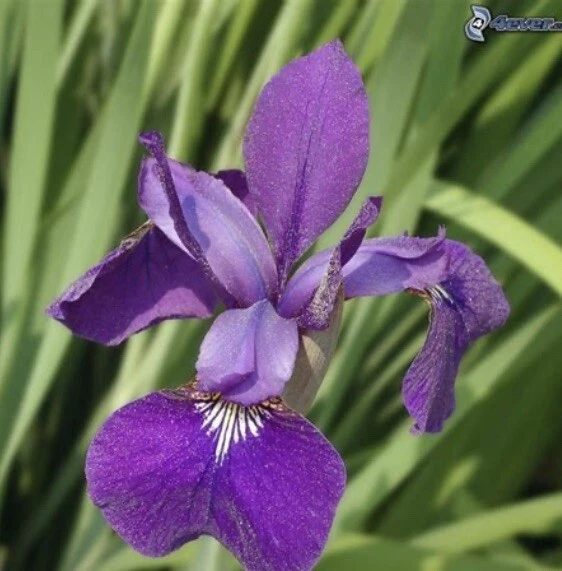 Siberian IRIS Ceasar's Brother Bright Purple Perennial 8 plants bare roots