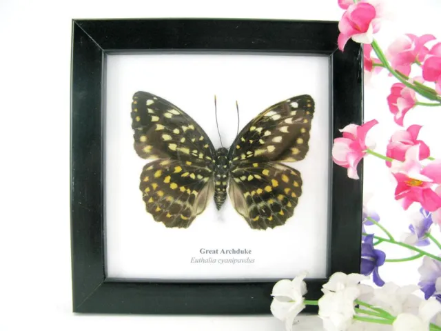 Great Archduke - beautiful real butterfly prepared - framed- museum quality