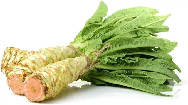 Celtuce Chinese Stem Lettuce 1000 Seeds - Heirloom - SANDNES FARMS