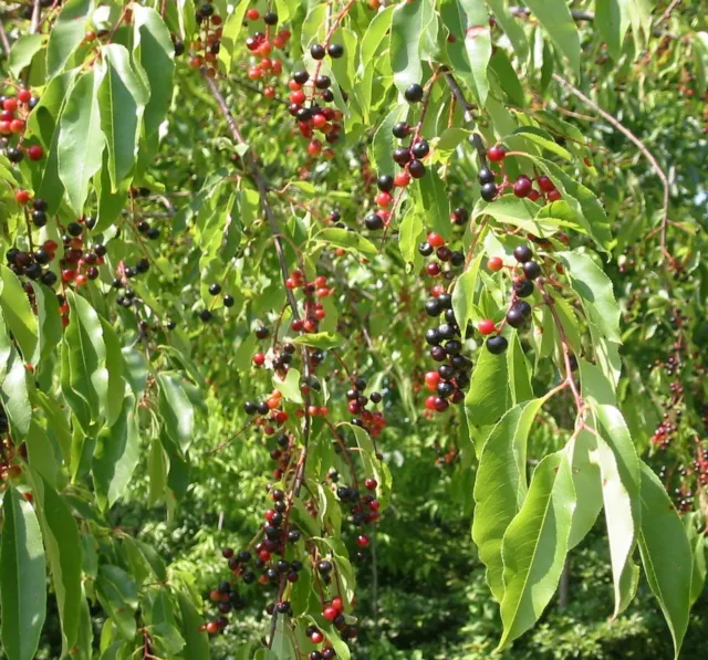 25 Graines de Cerisier tardif, Prunus serotina, Black cherry tree seeds 2
