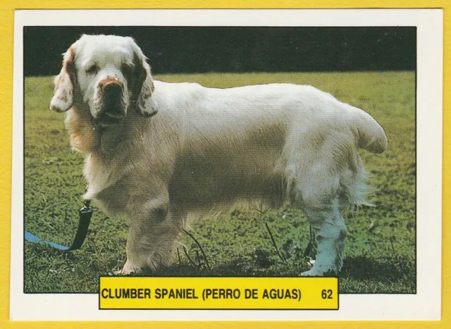 Dogs Spanish Trade Trading card sticker circa 1981 Merchante #62 Clumber Spaniel