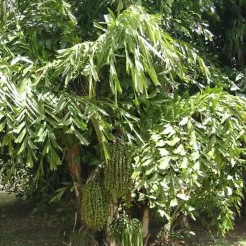 Graines / Seeds: Caryota mitis / Palmier Queue de Poisson (15)