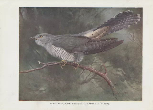 Kuckuck (Cuculus canorus) FARBDRUCK von 1930 cuckoo A. W. Seaby