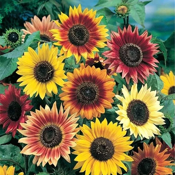 Sunflower Autumn Beauty (100 Seeds) Helianthus Annuus