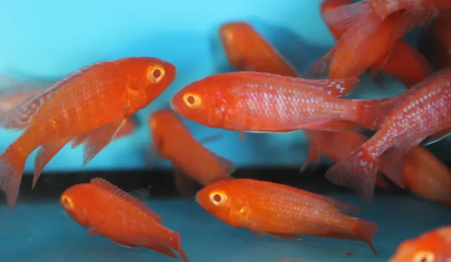 Live Albino Strawberry Peacock Cichlid Aulonocara Sp. for fish tank aquarium 2