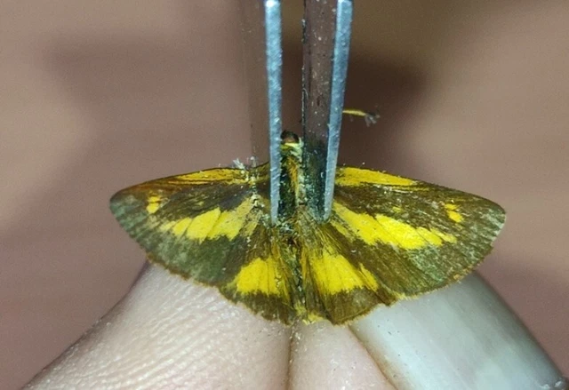 LEPIDOPTERA Hesperiidae specie     N°A237    FROM PERU