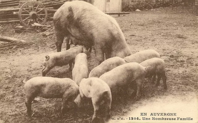 Carte Postale En Auvergne Cochons Porc Une Nombreuse Famille