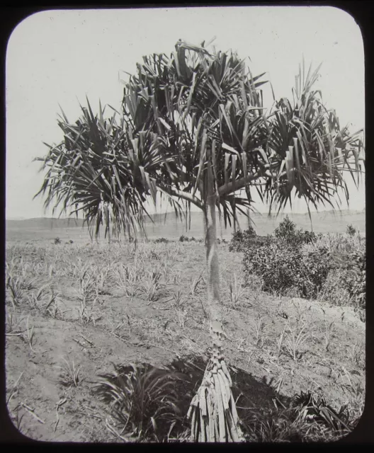 Glass Magic Lantern Slide PANDANUS OR SCREW PINE FIJI C1890 PHOTO