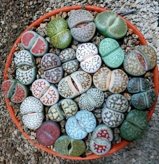 Lithops "Mix" (Living Stones)-(20+ Seeds) Cactus, Succulent, Canada, Real, 2023