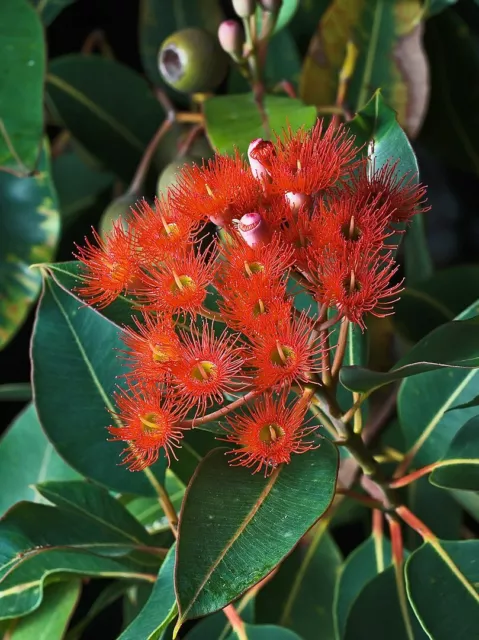 Corymbia ficifolia 30 Seeds Red Flowering Gum