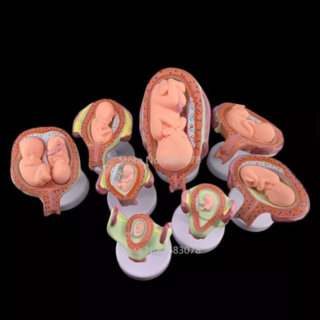 8 X Fetal Model Anatomical Human Fetal Development Baby Fetus Pregnancy Anatomy 2