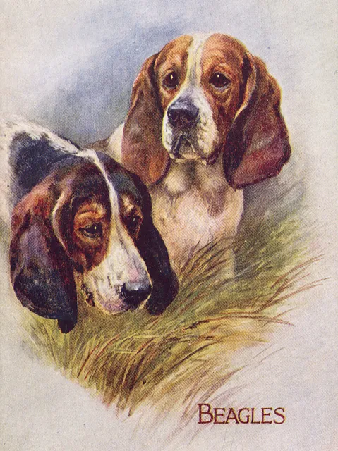 Beagle Charming Dog Greetings Note Card, Lovely Head Studies Two Dogs