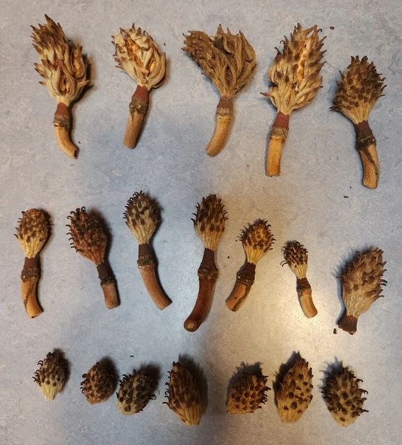 19 pcs.  small dried magnolia seed pods for crafting, fairy house, wreaths