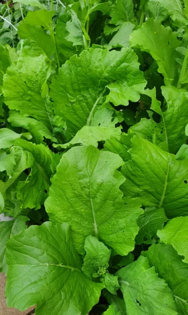 Spinach Japanese Mustard Komatsuna 400 Seeds ~Easy Grow Sow Spring to Autumn