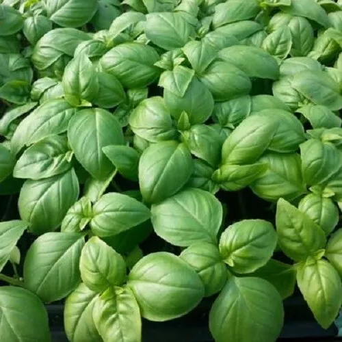 SWEET ITALIANO CLASSICO BASIL SEEDS Vegetable Garden Heirloom Basil Seeds