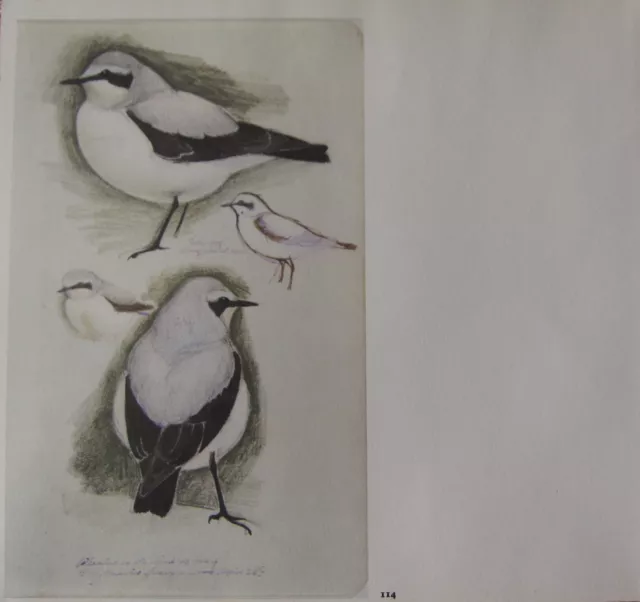 Beau Vintage Oiseau Imprimé ~ Études De Mâle Wheatear ~ Tunnicliffe