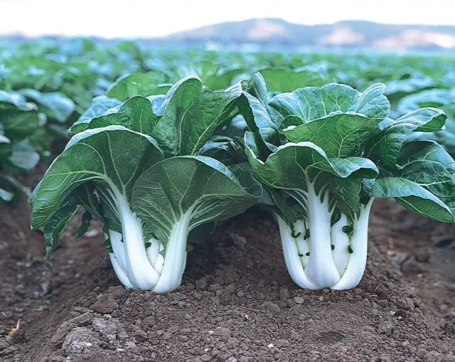 Semillas de repollo chinas Baby Canton blanco lechoso Pak Choi/Bok Choy talla: 100-500