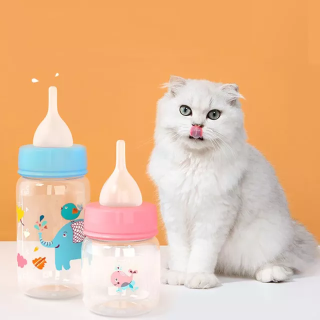 Chiot chaton alimentant l'alimentation de bouteille